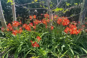 119 Flame Vine Dr, Naples, FL 34110 - Photo 27