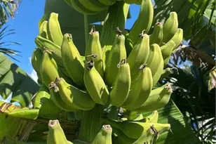 119 Flame Vine Dr, Naples, FL 34110 - Photo 23