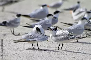 1155 Sandpiper St, Naples, FL 34102 - Photo 35