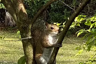 611 8th St SE, Naples, FL 34117 - Photo 29