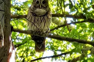 10110 Colonial Country Club Blvd, Fort Myers, FL 33913 - Photo 39