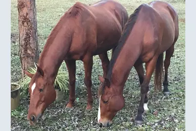 23261 Tuckahoe Rd, Alva, FL 33920 - Photo 21