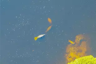 17288 Hidden Estates Cir, Fort Myers, FL 33908 - Photo 33