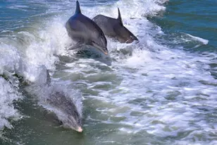 254 Newport Dr, Naples, FL 34114 - Photo 33