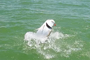 162 Newport Dr, Naples, FL 34114 - Photo 47