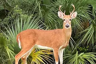 8555 Naples Heritage Dr, Naples, FL 34112 - Photo 35