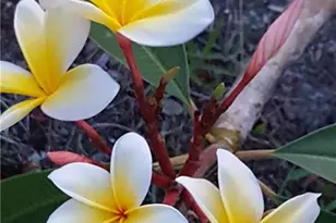 11170 Lager Ln, Naples, FL 34114 - Photo 23