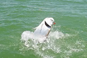 200 Cays Dr, Naples, FL 34114 - Photo 37