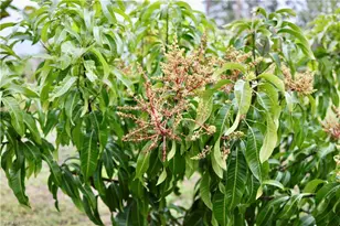 12 35th Ave NW, Naples, FL 34120 - Photo 43