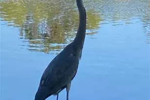 9241 Spring Run Blvd, Estero, FL 34135 - Photo 13