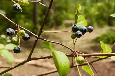 505 Sisters Ferry Road, Ridgeland, SC 29936 - Photo 5