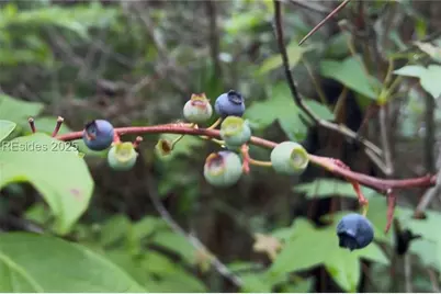 505 Sisters Ferry Road, Ridgeland, SC 29936 - Photo 11