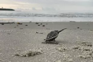 48 River Rd, Daufuskie Island, SC 29915 - Photo 85