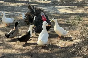 10 Big Ash Ln, Beaufort, SC 29907 - Photo 3