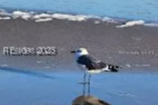 40 Folly Field Rd, Hilton Head Island, SC 29928 - Photo 45