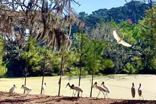 129 Avenue of Oaks, Daufuskie Island, SC 29915 - Photo 23