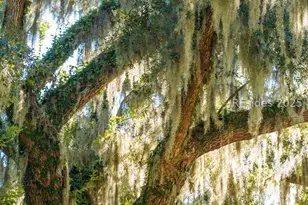 210 Old Plantation Dr, Beaufort, SC 29907 - Photo 67