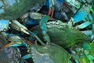 1185 Brotherhood Way, Beaufort, SC 29902 - Photo 51