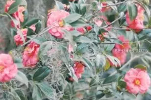 164 Paige Point Bluff, Seabrook, SC 29940 - Photo 55