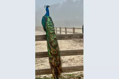 19 Belle Isle Farms, Beaufort, SC 29907 - Photo 71