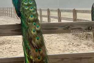 19 Belle Isle Farms, Beaufort, SC 29907 - Photo 71