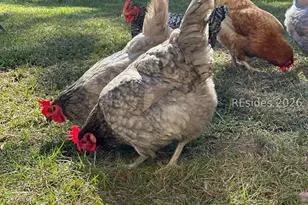 19 Belle Isle Farms, Beaufort, SC 29907 - Photo 69