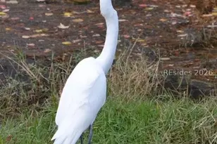 10 Abbeville Ct, Bluffton, SC 29910 - Photo 33