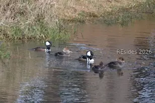 10 Abbeville Ct, Bluffton, SC 29910 - Photo 39