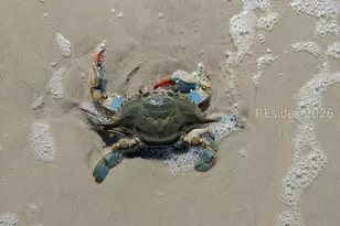 30 Captain Monroe Ln, Daufuskie Island, SC 29915 - Photo 71