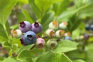 321 Sisters Ferry Rd, Ridgeland, SC 29936 - Photo 1