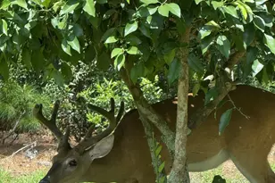 10 Screven Ct, Bluffton, SC 29909 - Photo 39