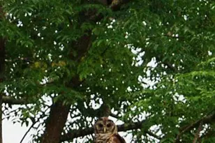 575 Distant Is Dr, Beaufort, SC 29907 - Photo 91