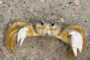 2017 Lafayette St, Beaufort, SC 29902 - Photo 31