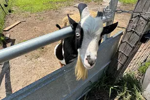 661 Woodrow Rd, Estill, SC 29918 - Photo 37