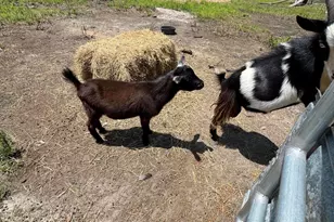 661 Woodrow Rd, Estill, SC 29918 - Photo 33