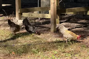 10 Big Ash Ln, Beaufort, SC 29907 - Photo 27