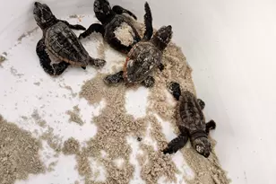 28 W Cedar Rd, Saint Helena Island, SC 29920 - Photo 53