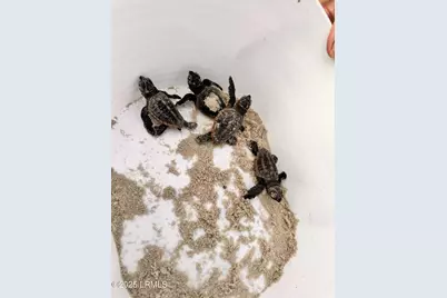 28 W Cedar Road, Saint Helena Island, SC 29920 - Photo 51