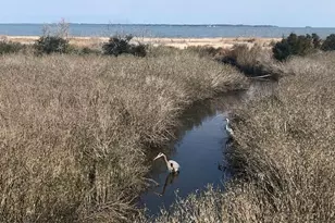 27 Mangrove St, Hilton Head, SC 29926 - Photo 29