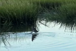 16 McCalley Creek Ln, Seabrook, SC 29940 - Photo 33