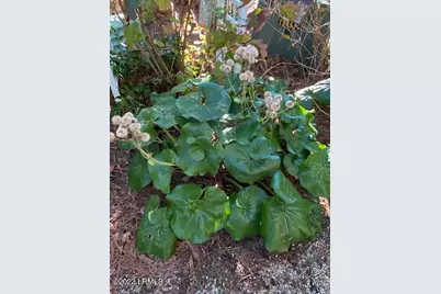 714 N Reeve Road, Saint Helena Island, SC 29920 - Photo 41