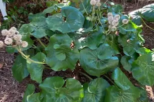 714 N Reeve Rd, Saint Helena Island, SC 29920 - Photo 41