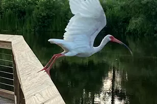 1503 Paris Ave, Port Royal, SC 29935 - Photo 83