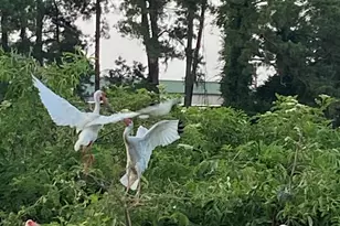 1503 Paris Ave, Port Royal, SC 29935 - Photo 85