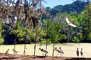 129 Avenue of Oaks, Daufuskie Island, SC 29915 - Photo 23