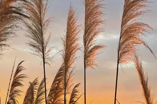 8 Battery Point Ln, Beaufort, SC 29902 - Photo 61