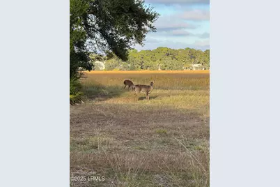 813 Speckled Trout Road, Ladys Island, SC 29920 - Photo 9