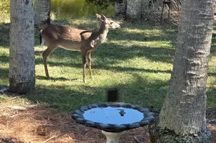 130 Sea Otter Ln, Ladys Island, SC 29920 - Photo 43