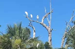 130 Sea Otter Ln, Ladys Island, SC 29920 - Photo 31