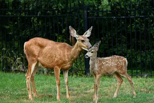 19 Belle Isle Farms, Beaufort, SC 29907 - Photo 73